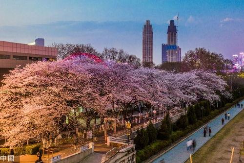 吃瓜抖音网红新野,吃瓜抖音网红的崛起之路